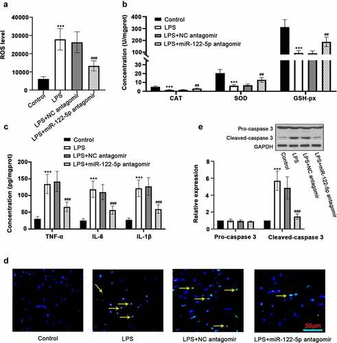 Figure 2. Inhibition of micro RNA miR-122-5p prevents myocardial injury in sepsis rats. (a) The production of reactive oxygen species (ROS) in the heart was determined using enzyme-linked immunosorbent assay (ELISA). (b) The activities of catalase (CAT), superoxide dismutase (SOD) and glutathione peroxidase (GSH-px), the key enzymes related to oxidative stress, were measured. (c) The release of inflammatory cytokines tumor necrosis factor alpha (TNF-α), interleukin-6 (IL-6) and IL-1β was analyzed by ELISA kits. (d) Hearts were sectioned for terminal deoxynucleotidyl transferase dUTP nick end labeling (TUNEL) analysis to visualize lipopolysaccharide (LPS)-triggered apoptosis. (e) Western blot was carried out for determining the expression of caspase-3, a protein associated with apoptosis. ***p < 0.001 versus control; ##p < 0.01, ###p < 0.001 versus LPS + NC antagomir