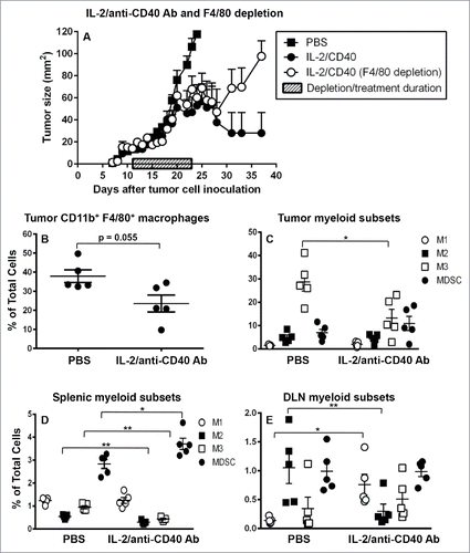 Figure 7. IL-2/anti-CD40 Ab promotes M1 cells in draining lymph nodes. C57BL/6J mice were inoculated with 5 × 105 AE17 tumor cells s.c. and tumors left to grow to 15–20 mm2 before anti-F4/80 Ab injections commenced. IL-2/anti-CD40 Ab treatment consisted of three i.t. injections (20 µg IL-2 and 40 µg anti-CD40 Ab, 100 µL/dose) given every 2 d (Fig. 7A). Daily anti-F4/80 Ab injections were given i.p. and i.t. alternately for 9 d. Pooled data shown as mean ± SEM, n = 7–10 mice/group. In a separate experiment, AE17 tumor-bearing mice were given three doses of either PBS (100 µL/dose) or IL-2/anti-CD40 Ab i.t. every 2 d and samples collected 3 d after the final dose. Tumors (Figs. 7B and C), spleens (Fig. 7D, and DLNs (Fig. 7E) were stained for CD11b+F4/80+ macrophages, M1, M2 or M3 cells and MDSCs for analysis by flow cytometry. Data is shown with each point representing an individual mouse (n = 5 mice/group), the line shows the mean ± SEM. *p < 0.05, **p < 0.01.