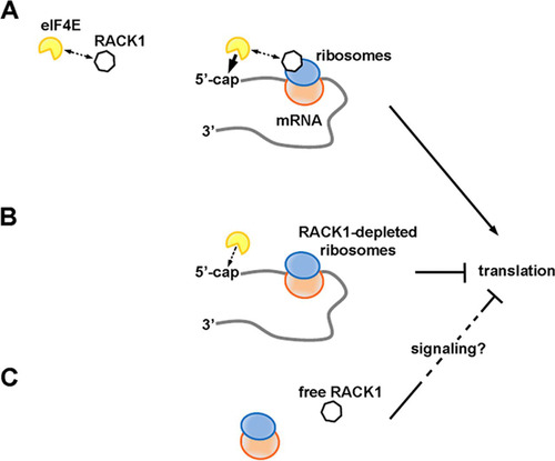 FIG 7 RACK1 has different effects on translation depending on its binding to the ribosome. (A) RACK1 can recruit eIF4E, possibly facilitating a well-timed association of eIF4E with the 5′ caps of mRNAs on translating ribosomes. This would increase translational levels. (B) RACK1-deprived ribosomes are less efficient at recruiting eIF4E, and their translational output is diminished. (C) Free RACK1, if released or not associated with the ribosome, can repress translation, possibly via signaling.