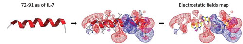 Figure 1. Ligand-based virtual screening using 3D shape and electrostatic fields. The IL-7Rα binding motif, a helix consisting of aa 72–91 from the IL-7 crystal structure (PDB code 3DI3), was utilized as a template for 3D similarity screening. Representation of electrostatic potential maps for the helix consisting of aa 72–91. The positive contours are coloured blue, and the negative contours are coloured red. A small-molecule compound obtained from EON is coloured yellow