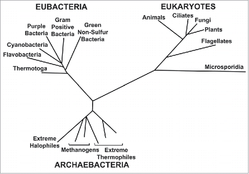 Figure 1. Woese's universal 'Phylogenetic Tree of Life Model' determined from rRNA sequence comparisons.Citation1 (Reprinted with permission. © 1987 American Society for Microbiology).