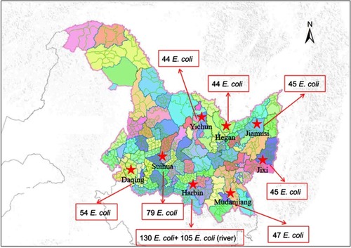 Figure 1 Sample collection sites in the map of Heilongjiang province. Numbers within pointers denote the number of E. coli isolated from each area.