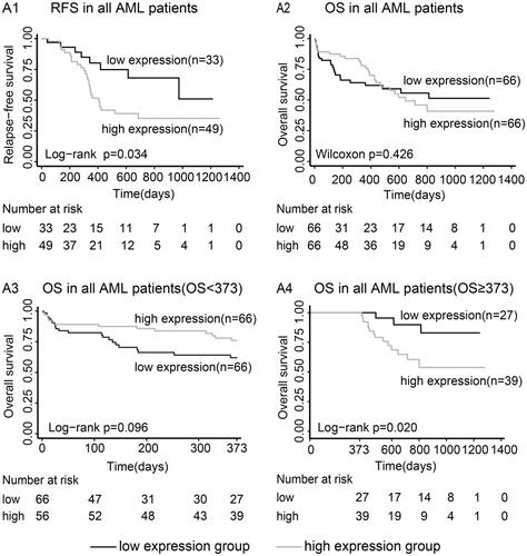 Figure 1. Kaplan–Meier analyses of RFS and OS for patients with AML according to FAMLF expression levels. (A1) Relapse-free survival in all patients with AML. (A2) Overall survival in all patients with AML. (A3) Overall survival used the 373 days (the median follow-up time) as last follow-up in all patients with AML. (A4) Overall survival above 373 days in all patients with AML.