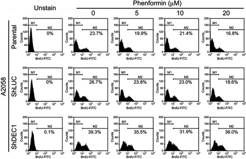 Figure 8 Effects of phenformin and DEC1 on proliferation of A2058 cells. DEC1 was knocked down in A2058 cells, which were then treated for 16 h with the indicated concentration of phenformin. Cell proliferation measured was measured based on BrdU incorporation using flow cytometry. The results are representative of three independent experiments.