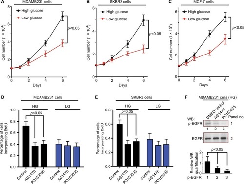 Figure 1 High glucose promotes the proliferation of breast cancer cells.