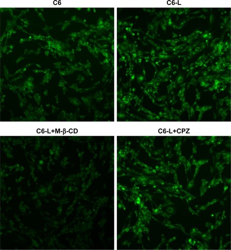 Figure 3 Fluorescence of HKFs after incubation with C6, C6-L, C6+M-β-CD and C6+CPZ for 30 minutes under confocal microscopic images (magnification: ×200).Abbreviations: C6, coumarin-6; C6-L, coumarin-6-loaded liposomes; CPZ, chlorpromazine; M-β-CD, methyl-β-cyclodextrin.