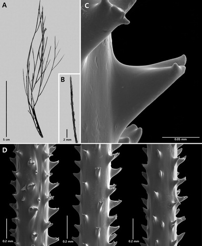 Figure 2. Antipathes coronata n. sp., holotype NIWA 15099: A, corallum; B, polyps; C, single spine; D, sections of branchlets (C and D from schizoholotype, USNM 1202901/SEM stub 318).