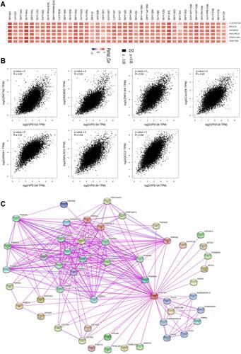 Figure 6 Enrichment analysis of VPS13A related complexes. (A) Scatter plot of correlation analysis was conducted for VPS13A and the selected genes; (B) The partial correlation (COR) and p values between VPS13A-related genes in different tumors; (C) Protein- Protein Interaction network.