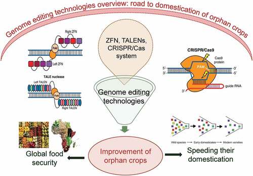 Figure 2. The figure shows the use of genome editing technologies applied for speeding up the domestication process such that food security will be attained in future.
