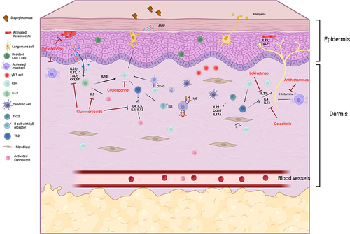 Figure 1 Immunological pathways and relevant therapeutic interventions in the canine atopic skin. Several cell types are involved in inflammation in the skin, including keratinocytes, fibroblasts, dendritic cells, mast cells, several subpopulation of T lymphocytes and B lymphocytes. Different cytokines and other inflammatory mediators are released by various cells and can be targeted by topical and systemic therapeutics. Created with Biorender.com.