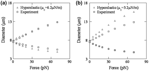 Figure 4. Force and diameter relationship from experiment and FE analyses with hyperelastic material (a) Initial shear modulus μ0 = 6.2, and (b) Initial shear modulus μ0 = 3.2.