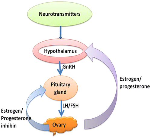 Figure 1. Reproductive hormone feedback and hypothalamic–pituitary–ovarian (HPO) axis.