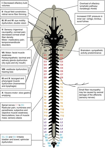 Figure 1 Overview of the interactions of ICP with all the nerves presented in this paper, the olfactory lymphatic pathway, and the inner ear.