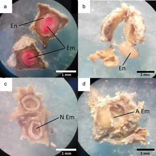 Figure 1. (a) Viable seeds with endosperm present and viable embryo), (b) Seed with endosperm present and aborted embryo, (c) Seed without endosperm and nonviable embryo, and (d) Seed without endosperm and aborted embryo
