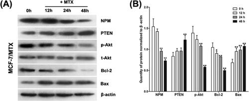 Figure 2. Methotrexate-mediated resistance promotes the activation of PI3K/Akt pathway and impede cell apoptosis. Western blot detection (A) and quantitative analysis (B) of NPM, PTEN, p-Akt, t-Akt, Bcl-2 and Bax both in MCF-7/MTX cells under methotrexate treatment (2.8 μM). Relative protein expressions were presented as mean ± SD, β-actin was used as loading control, *P < 0.05, **P < 0.01 by ANOVA versus control group.