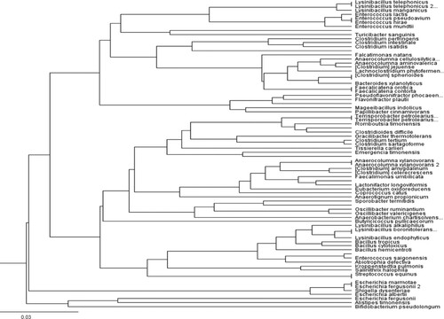 Figure 4. Phylogenetic tree built with the Geneious Tree Builder using the unweighted pair group method with arithmetic mean (UPGMA) showed the species-level composition of the fecal microbiome in post-weaned lambs.