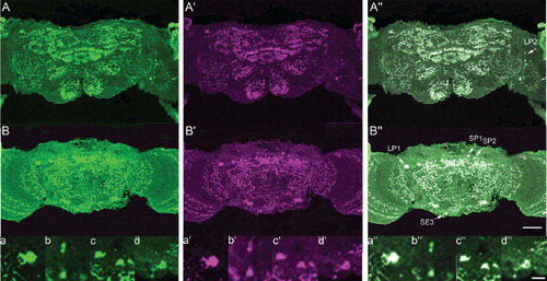 Figure 6. dSERT and 5-HT antibody staining on adult fly cryosections. dSERT staining is found widely throughout the brain in cell bodies, aborizations and varicosities (green) (A, B). The distribution of serotonergic neurons is visualized by 5-HT IR shown in magenta (A’, B’). Neurons in serotonergic LP1, LP2, SP1, SP2 and SE3 cluster show co-localization of dSERT and 5-HT antibody staining. Cluster are marked by white arrows (A’’, B’’) and are shown at a higher resolution (a-d, a’-d’, a’’-d’’). The scale bar in B” represents 50µm for A – B”, the bar in d” represents 10µm for a – d”.