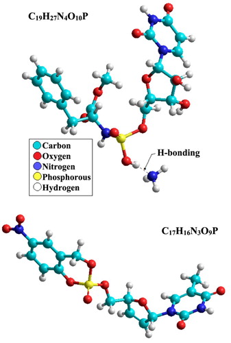 Figure 17. Conformation structure for C19H27N4O10P and C17H16N3O9P molecules obtained using PM3 method.