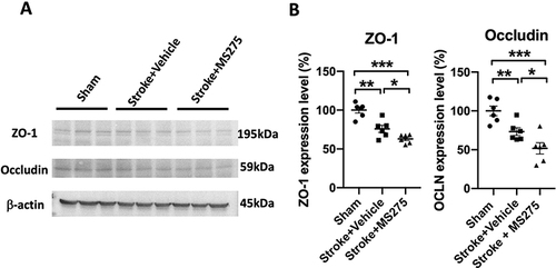 Figure 3 HDAC1 dysfunction reduced the tight junction-associated proteins in ZO-1 and occluding 24 h after stroke. (A) The representative Western blotting data for ZO-1 and occludin 24 h after stroke. β-actin served as an internal control. (B) The quantified levels of ZO-1 and occluding normalized to internal control. N=6 per group. Data was evaluated by one-way ANOVA, *p < 0.05, **p < 0.01, ***p < 0.001.