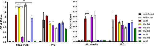 Figure 4. Epitope identification of specific neutralizing antibodies for highly pathogenic avian influenza H5 2.3.4.4b clades of the #23.3 and #11.4 mAbs via indirect ELISA. The means and standard deviation (SD) were calculated, and Student’s t-test was performed using GraphPad Prism Software Version 9.5.0 (La Jolla, CA, USA). Results are presented as the means ± SD. *** p < 0.001; ns, not significant; P.C., positive control anti-influenza A nucleoprotein.