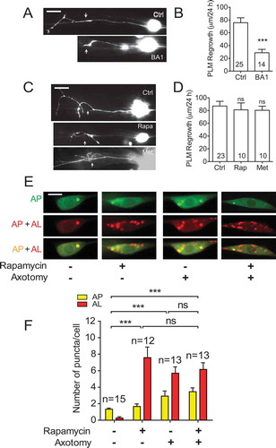 Figure 3. Rapamycin fails to enhance axon regrowth in young PLM neurons. (A-B) Representative images and quantification of PLM axon regeneration 24 h post-laser axotomy in animals injected with 50 µM of BA1 or 0.2% DMSO at day 1 of adulthood. Microinjection was performed 1 h before laser axotomy. Microinjection itself was detrimental to axon regrowth, as it decreased the average regrowth length from around 80 µm to less than 60 µm. Scale bar: 20 µm. (C-D) Representative images and quantification of PLM axon regeneration 24 h post-laser axotomy in animals with indicated treatments. L4 animals were treated with 100 nM rapamycin or metformin, and axotomy was performed 24 h later (day 1 adult). After axotomy, animals were allowed to recover for 24 h in the presence of rapamycin or metformin. Scale bar: 20 µm. (E) Representative images of APs and ALs in PLM cell bodies in day 1 adult animals expressing Pmec-4-mCherry::GFP::LGG-1 with indicated treatments. Rapamycin or axotomy alone was sufficient to enhance the numbers of APs and ALs, but the two treatments combined did not lead to further enhancement, suggesting that autophagic activity might have reached the maximal level with either rapamycin or axotomy treatment. Scale bar: 5 µm. (F) Quantification of APs and ALs in PLM neurons with indicated treatments. Statistics: Student’s t-test (A, B) and one-way ANOVA (C); mean ± SEM; *p < 0.05; **p < 0.01; ***p < 0.001. ns, not significant