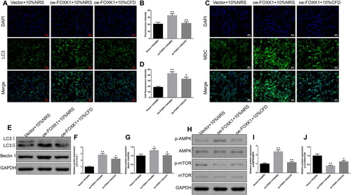 Figure 7. CFD reverses the effect of FOXK1 on the regulation of GCs autophagy and AMPK/mTOR pathway in PCOS rats. (A,B) The effect of CFD on the expression level of LC3 in GCs of PCOS rats was detected by immunofluorescence. Magnification, 200×. (C,D) The effect of CFD on autophagy in GCs of PCOS rats was detected by MDC staining. Magnification, 200×. (E–G) Western blot was used to detect the effects of CFD on the expression levels of LC3 II/I, Beclin 1, p-AMPK/AMPK and p-mTOR/mTOR proteins in GCs of PCOS rats. n = 3, compared to the vector + 10%NRS group, ▲p < .05, ▲▲p < .01; compared to the Oe-FOXK1 + 10%NRS group, *p < .05, **p < .01.