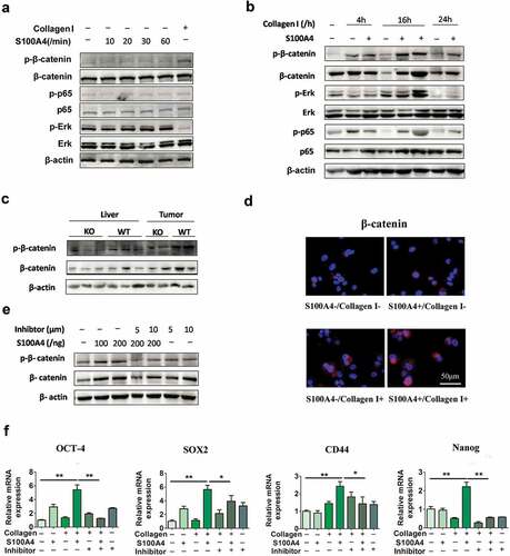 Figure 6. S100A4 upregulates stem cell-associated genes in collagen I-cultured Huh-7 cells through β-catenin signaling. (a) Levels of p-p65, p-Erk and p-β-catenin in Huh-7 cells were determined by western blot analysis. Huh-7 cells were cultured without collagen I and incubated with or without S100A4 (200 ng/ml) as indicated. (b) Levels of p-p65, p-Erk and p-β-catenin in Huh-7 cells were upregulated upon administration of collagen I and S100A4, determined by western blot. Huh-7 cells were cultured with collagen I and incubated with or without S100A4 (200 ng/ml) as indicated. (c) Western blot analysis of protein levels of p-β-catenin in DEN/CCl4-treated liver tissues and tumor tissues from S100A4−/- and WT littermates. (d) Sections of β-catenin expression was detected upon S100A4 and collagen I administration by immunofluorescence, representative images were shown. (e) Levels of p-β-catenin in Huh-7 cells were determined by western blot analysis. Huh-7 cells were cultured with collagen I and incubated with S100A4 (200 ng/ml) or a β-catenin inhibitor for 12 h. (f) Expression of OCT-4, SOX2, CD44 and Nanog in Huh-7 cells by real-time PCR. The upregulated effect of S100A4 was abolished upon administration of β-catenin inhibitors. *P < .05, ** P < .01