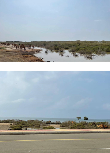 Photo A1. Depicts camels engaging in browsing activity on Avicennia marina within grazed mangrove locations.