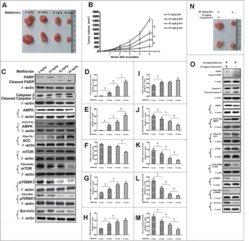 Figure 9. AMPK/mTOR cascade is in vivo implicated in metformin-induced apoptosis of gastric cancer cell. (A): Nude mice were subcutaneously injected with BGC-823 gastric cancer cells at the rear flanks, and then intraperitoneally administered once a day with metformin of different doses as indicated in the photograph for the next 4 weeks. Tumors were excised after 4 weeks of metformin treatment. (B): Growth of tumors of BGC-823 cells in nude mice receiving different doses of metformin. Data are presented as mean (Solid dot) ± SD (Error bar), *, P < 0.05. (C): Expressions of cleaved PARP, cleaved caspase 3, AMPK, P(Thr172)-AMPK, P(Ser79)-ACC, mTOR, P(Ser2448)-mTOR, p70S6K1, P(Ser389)-p70S6K1 and survivin in tumors obtained from nude mice receiving different doses of metformin. Nude mice were similarly treated as described in panel A. The tumors were then subjected to western blotting. β-actin was applied as the loading control. Representative image of 3 independent experiments is shown. (D-M): Densitometry and statistical analysis of panel C. Densitometry analysis was performed using the Image-J program as stated in Materials and methods. Data are shown as mean (Rectangular box) ± SD (Error bar), *, P < 0.05. (N): Tumors of BGC-823 cells obtained from nude mice receiving co-treatment of metformin and compound C or metformin treatment alone. (O): Expressions of cleaved PARP, cleaved caspase 3, AMPK, P(Thr172)-AMPK, P(Ser79)-ACC, mTOR, P(Ser2448)-mTOR, p70S6K1, P(Ser389)-p70S6K1 and survivin in tumors obtained from nude mice receiving co-treatment of metformin and compound C or metformin treatment alone. β-actin was served as the loading control. Representative image of 3 separate experiments is shown.