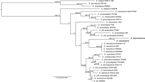 Figure 1. Phylogenetic positions of Cavenderia basinodulosa (sp. nov.) and C. canoespora (sp. nov.). Phylogeny of a subset of closely related species in the genus Cavenderia (Cavenderiaceae) indicating the phylogenetic position of the newly described species Cavenderia basinodulosa and C. canoespora, which are indicated in the phylogeny in bold. The strain indicator is listed to the right of the species names. Complete strain information and GenBank accession numbers for all taxa in this tree can be found in TABLE 1. The tree was derived by Bayesian analysis of the partial 18S ribosomal small subunit (rDNA SSU). Maximum likelihood bootstrap support values over 50% and Bayesian inference posterior probabilities over 0.70 are indicated on the branches, to the left and right of the slash, respectively. The phylogeny is rooted according to Sheikh et al. (Citation2018). C. = Cavenderia