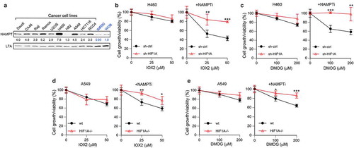 Figure 7. High NAMPT in cancer cells confers resistance to growth inhibition by HIF1