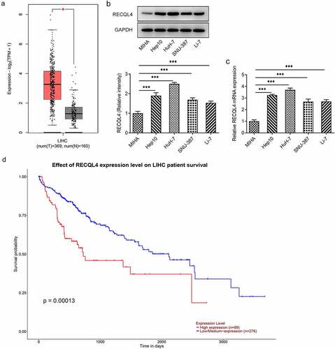 Figure 1. Highly expressed RECQL4 in HCC tissues and cell lines was related to the poor prognosis. (a) GEPIA2 database was employed to analyze RECQL4 expression in HCC tissues (t) and normal liver tissue (n). (b-c) RECQL4 expression in several HCC (Hep10, HuH-7, SNU-387 and Li-7) cell lines and one human immortalized liver cell line MIHA was examined with western blot analysis and RT-qPCR. (d) the relationship between RECQL4 and survival probability was evaluated using UALCAN database. *P < 0.05, ***P < 0.001