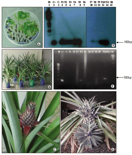 FIGURE 1 Regeneration of transgenic pineapple plants and their molecular analysis. A. Direct regeneration of shoots from transformed leaf bases; B. Hardened transgenic plants growing in the greenhouse; C., D. Fruiting of transgenic plant in the greenhouse; E. PCR-Southern analysis of eleven transgenic plants: Lanes 4–14, transformed plants (T1–T11), lane 1 marker (M), lanes 2 and 3 +vector and −vector control (C+ and C−), lane 15 blank. Note the hybridization of the probe with 180bp band corresponding to MSI–99 gene. Plants T1 to T5 and T8 to T11–transformed; T6 and T7–untransformed; F. RT-PCR analysis of eleven hardened transformed plants. Note the 180bp band corresponding to MSI–99 in T4 and T10 plants and positive control.
