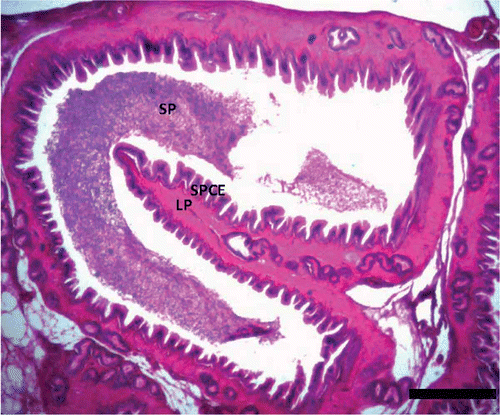 Figure 6. Photomicrograph of the epididymis of Pelusios castaneus showing spermatozoa within the lumen of the duct of the epididymis with efferent ducts within the lamina propria (LP); SPCE: pseudostratified columnar epithelium; SP: spermatozoa (April). H&E: haematoxylin & eosin. Scale bar: 25 µm.