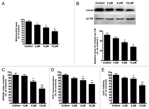 Figure 1. Cd triggers significant mitochondrial loss and bioenergetic deficits in L02 cells. After L02 cells were treated with various doses of CdCl2 (0, 3, 6, or 12 μM) for 12 h. (A) NAO staining was used to analyze mitochondrial mass using an Infinite™ M200 Microplate Reader. (B) A representative immunoblot and quantification analysis of COX4I1 (17 kDa) in L02 cells. ACTB (42 kDa) was the internal standard for protein loading. (C) Quantitative real-time PCR analysis was applied to detect mtDNA copy number. (D) The ATP concentrations and (E) cell viabilities were determined using an ATP Determination Kit and a CCK-8 Determination Kit. The data are representative of 4 independent experiments. The results are expressed as a percentage of control, which was set at 100%. The values are the means ± SEM; *P < 0.05, **P < 0.01 vs. the control group.