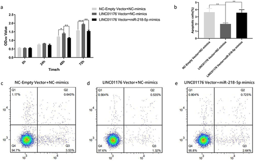 Figure 5 miR-218-5p and LINCRNA 01176 had opposite effects on HaCaT cells. (a) CCK8 results showed that LINC01176 promoted the proliferation of HaCaT cells, and mir-218-5p inhibited the proliferation of HaCaT cells. (b–e) Flow cytometry showed that LINC01176 inhibited the apoptosis of HaCaT cells, and mir-218-5p promoted the apoptosis of HaCaT cells (*P < 0.05, **P < 0.01, ***P < 0.001.).
