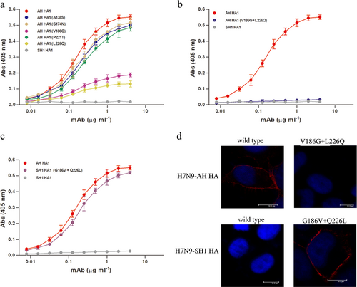 Fig. 3 Molecular determination for antigenic drift of H7N9-SH1.a Binding of H7N9-AH HA mutants (A138S, S174N, V186G, P221T, and L226Q) to HNIgGA6 was measured by ELISA. b Dual mutations (V186G and L226Q) resulted in a complete loss of binding of the antibody to the HA of H7N9-AH. c The mutations G186V and Q226L restored the ability of the mAb to bind the HA of H7N9-SH1. d Viral HA and the mutated HA proteins were expressed in HeLa cells and detected via IFA
