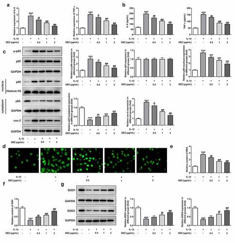 Figure 2. DEZ decreased the inflammation and oxidative stress in IL-1β induced HNPCs. (a) The expression of IL-6 and TNF-α was assessed by RT-qPCR after treatment with various concentrations of DEZ in HNPCs treated with IL-1β. (b) ELISA was adopted to evaluate the contents of IL-6 and TNF-α. (c) The protein levels of p-NF-κB p65, p65 expression in nucleus, p65 expression in cytoplasm and cox-2 were examined with Western blot analysis. (d) The ROS content was tested by means of the 2ʹ, 7ʹ-dichlorodihydrofluorescein diacetate (DCFH-DA) staining method. The levels of (e) MDA and (f) GSH were measured using commercial kits. (g) Western blot assay was utilized to determine the protein levels of SOD1 and SOD2. ***P < 0.001 vs. untreated group; #P < 0.05, ##P < 0.01, ###P < 0.001 vs. IL-1β group.