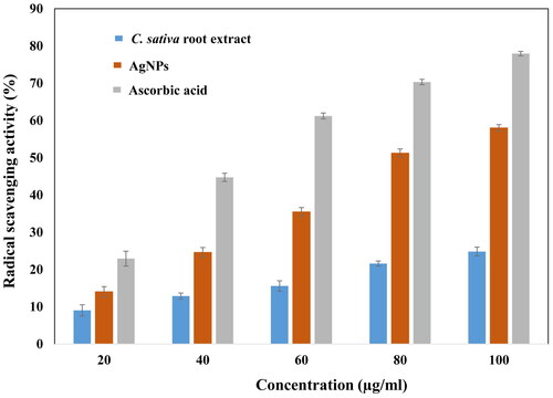 Figure 6. Antioxidant efficacy of AgNPs estimated using DPPH assay at different concentrations of nanoparticles. The nanoparticles showed comparative radical scavenging to ascorbic acid.
