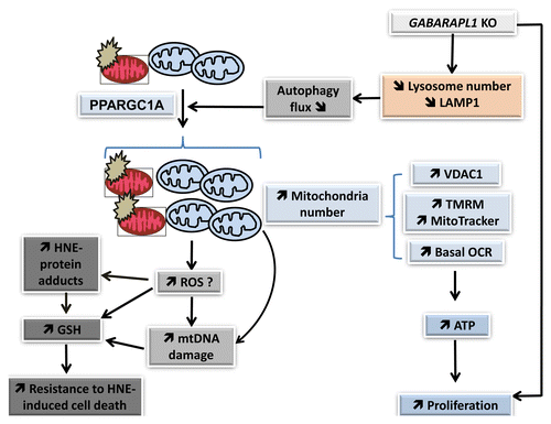 Figure 10. GABARAPL1 function in breast cancer cells. Our studies indicate that GABARAPL1 plays an important role in autophagic flux, mitochondrial homeostasis, metabolic programming, and control of cell proliferation in breast cancer MDA-MB-436 cells. GABARAPL1 knockdown induces a disruption of the autophagosome-lysosome pathway leading to a decrease of lysosome number and accumulation of damaged mitochondria, increased mitochondrial biogenesis and number, and increased mitochondrial respiration, mitochondrial membrane potential, mitochondrial proteins, and mtDNA damage. This is further evidenced by an increase of HNE-protein adducts, increased antioxidant response, and increased ATP levels. The increase of mitochondrial number, cellular glutathione, and cellular ATP may contribute to resistance to cell death and increased proliferation.