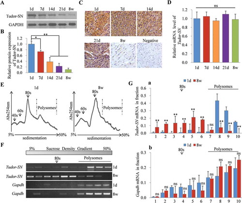 Figure 1. Silenced expression of Tudor-SN in adult mouse myocardia is regulated at the translational level. (A–B) The protein levels of Tudor-SN in 1d, 7d, 14d, 21d and 8 w mouse myocardia were detected by Western blotting and analysed by ImageJ (2X) software. Data are presented as the mean ± SEM (1d, six mice/group; 7d, three mice/group; 14d, three mice/group; 21d, two mice/group; 8 w, one mouse/group. n = 3 independent experiments), and a one-way ANOVA with Bonferroni post-hoc tests were used (*p < 0.05, **p < 0.01). (C) The heart sections from 1d, 7d, 14d, 21d and 8 w mice were detected by immunohistochemical staining with anti-Tudor-SN antibody (scale bar, 50 μm). (D) The mRNA levels of Tudor-SN in 1d, 7d, 14d, 21d and 8 w mouse myocardia were analysed by qRT-PCR. Data are presented as the mean ± SEM (n = 3 independent experiments), and a one-way ANOVA with Bonferroni post-hoc tests were used (ns, no significance). (E) Ribosomal absorption profiles of 1d and 8 w mouse myocardia lysates were analysed by sucrose-gradient centrifuge assays. Note that 40s and 60s denote the corresponding ribosomal subunits, and 80s denotes monoribosomes. (F) The Tudor-SN and Gapdh mRNA levels in different fractions from (E) were detected by RT-PCR and analysed by ImageJ (2X) software in (G). Data are presented as the mean ± SEM (1d, 10 mice/group; 8 w, two mice/group. n = 3 independent experiments), and unpaired two-tail t-tests were used (**p < 0.01, ns, no significance)