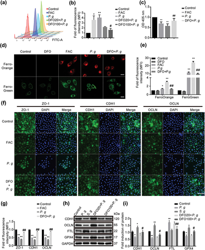 Figure 4. Effect of iron overload on epithelial cells. (a) Representative images of lipid peroxidation in HIOECs treated with FAC (200 μM) or P. gingivalis at MOI of 50 for 24 h with or without a pretreatment of iron chelator DFO (20 μM or 100 μM) for 2 h before infection using BODIPY C11 by flow cytometry. (b) Analysis of lipid peroxidation level in HIOECs. (c) GSH level in HIOECs treated with FAC (200 μM) or P. gingivalis with or without DFO (100 μM) using GSH kit with a microplate reader. (d) Representative fluorescence images of iron level in cytoplasm and mitochondria of HIOECs treated with P. gingivalis at MOI of 50 for 24 h with or without DFO (100 μM) using FerroOrange and FerroGreen probe, respectively. Scale bars, 20 μm. (e) Analysis of fluorescence intensity of HIOECs treated with P. gingivalis with or without DFO (100 μM). (f) Representative images of immunofluorescence of ZO-1, CDH1 and OCLN in HIOECs treated with FAC (200 μM) or P. gingivalis (MOI = 50) only or a pretreatment of DFO (100 μM). The nucleus was stained with DAPI. Scale bars, 100 μm. (g) Analysis of immunofluorescence intensity of ZO-1, CDH1 and OCLN in HIOECs. (h) Western blot of CDH1, OCLN, FTL and GPX4 treated with P. gingivalis or S. gordonii for 24 h. HIOECs were infected with P. gingivalis (MOI = 50) only or pretreated with DFO (20 μM or 100 μM) for 2 h before a 24 hours-infection. (i) Analysis of protein expression level of CDH1, OCLN, FTL and GPX4 treated with P. gingivalis or S. gordonii. Data are presented as mean ± SD, n = 3, repeated three times. P. g, P. gingivalis; S. g, S. gordonii; *P < 0.05, **P < 0.01 vs control, ##P < 0.01, #P < 0.05 vs P. gingivalis.