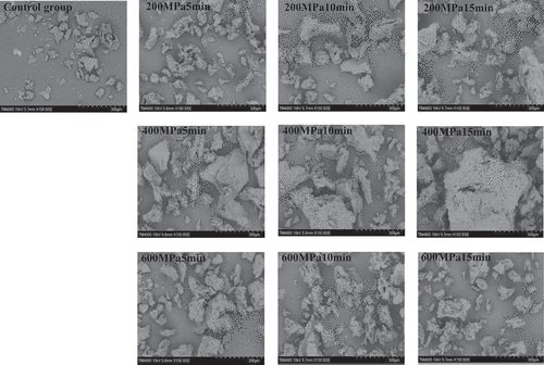 Figure 3. SEM result of corn gluten meal protein with high pressure processing.