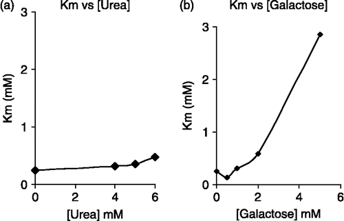 Figure 2 Effect of urea and galactose on the Km of β-Galactosidase using pNPG as substrate. a: urea only b: in the presence of 5 M urea and galactose. Km was calculated from Lineweaver-Burk plots of initial velocity data at the concentrations of urea and galactose indicated.