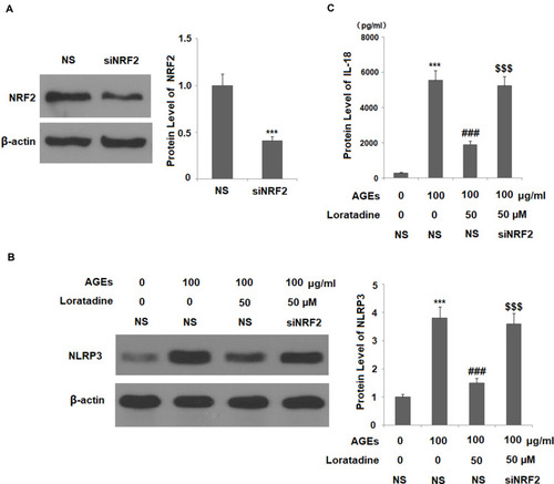 Figure 8 Knockdown of NRF2 abolished the protective effects of loratadine against NLRP3 activation in human SW1353 chondrocytes. Cells were transfected with NRF2 siRNA. At 24 h post transfection, cells were stimulated with AGEs (100 μg/mL) in the presence or absence of loratadine (50 µM) for 24 h. (A) Western blot revealed the successful knockdown of NRF2; NS, non-specific siRNA; siNRF2, NRF2 siRNA; (B) Protein expression of NLRP3 as measured by Western blot analysis; (C) Secretion of IL-18 as measured by ELISA (***P<0.0001 vs NS group; ###P<0.0001 vs AGEs +NS group; $$$P<0.0001 vs AGEs+50 µM loratadine).