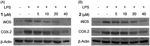 Figure 4. Effects of compounds 1 and 2 on iNOS and COX-2 protein expression in LPS-stimulated BV2 microglia. Cells were pretreated for 3 h with indicated concentrations of compounds 1 and 2, then stimulated for 24 h with LPS (1 μg/mL). Western blot analyses (A and B) were performed as described in ‘Materials and methods’ section.