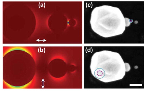 Figure 6. (a,b) Simulated electric field map for a trimer nanolens excited with a fundamental wave polarization aligned parallel (a) and perpendicular (b) to the inter-particle axis. (c,d) Experimental localization using localization imaging with parallel (c) and perpendicular (d) polarization with respect to the inter-particle axis, reported as 1-σ (magenta) and 2-σ (cyan) confidence levels, overlaid with electron microscopy images of the nanoparticle trimer. The scale bar in (d) represents 100 nm. Adapted with permission from reference 28