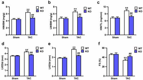Figure 2. Tripartite motif 27 (Trim27) deficiency in the heart attenuates transverse aortic constriction (TAC)-induced cardiac hypertrophy. (a-c) The ratios of heart weight to body weight (HW/BW), lung weight (LW) /BW, and HW/tibia length (TL) in WT and Trim27- KO mice after sham treatment or TAC for four weeks. n = 8 for each group. (d-f) Left ventricular end-diastolic diameter (LVEDd), left ventricular end-systolic diameter (LVESd), and short-axis shortening rate (FS%) in WT and Trim27- KO mice after sham treatment or TAC. n = 8 for each group. **P < 0.01 vs. WT sham; ## P < 0.01 vs. WT TAC.