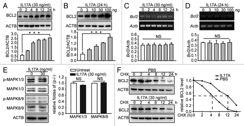 Figure 1. IL17A increases BCL2 protein level by supporting the stability of BCL2. (A and B) IL17A promotes the expression of BCL2 in time- and concentration-dependent manners. The MLE-12 cells were treated with 30 ng/ml IL17A for the indicated times (A), or the cells were treated with indicated concentrations of IL17A for 24 h (B). Then the cell lysates were analyzed by immunoblotting. (C and D) The cells were treated and processed as described in (A and B) and total RNA was isolated. The mRNA of Bcl2 was analyzed by semiquantitative RT-PCR as indicated in Materials and Methods. (E) IL17A does not activate MAPK1/3 and MAPK8/9. The MLE-12 cells were treated with 30 ng/ml IL17A for 2 h, then the expression and phosphorylation level of MAPK1/3 and MAPK8/9 were detected by western blotting. (F) IL17A delays the degradation of BCL2. The cells were incubated with CHX (10 μg/ml) for the indicated times after 2 h of IL17A stimulation. Then the cell lysates were isolated for immunoblotting. ACTB was used as the loading control. Data are presented as the mean ± SE of four independent assays. ***p < 0.001; NS, non-significant.