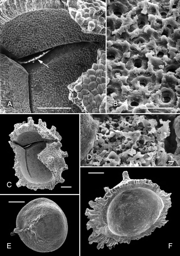 Figure 4. A–D, F. Clockhousea capelensis. SEM. A–C. Broken specimen, sample DJBCl88/10, preparation MCM193, BGS reg. MPK13813: A. Close-up of inner surface of exine in vicinity of triradiate suture, and possibly also a thin layer beneath it within suture (arrow); B. Detail of inner suface of exine; unlike the perforations shown in Figure 3C, E, these are less clearly delineated because the surface is much more uneven; C. General view of whole specimen. D. Detail of top of clavate element of exine that has suffered from extensive microbial degradation, same specimen as that in Figure 2B. F. Cross-section of spore that has been broken in half, showing a complex of baculate and other exinal elements bordering triradiate suture and a more or less smooth inner surface of what appears to be a thin inner layer of exine, DJBCl88/10, MCM193, MPK13814. E. An example of what may or may not be an ‘inner body’ (the inner separable layer) of a specimen of C. capelensis that has lost its outer wall, DJBCl88/10, MCM193, MPK13815. Scale bars – 100 μm (A, C, E, F); 10 μm (B); 1 μm (D).